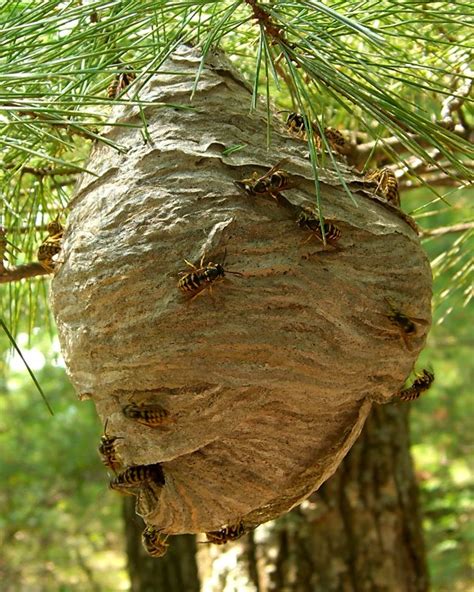 Yellowjackets nest. Things To Know About Yellowjackets nest. 